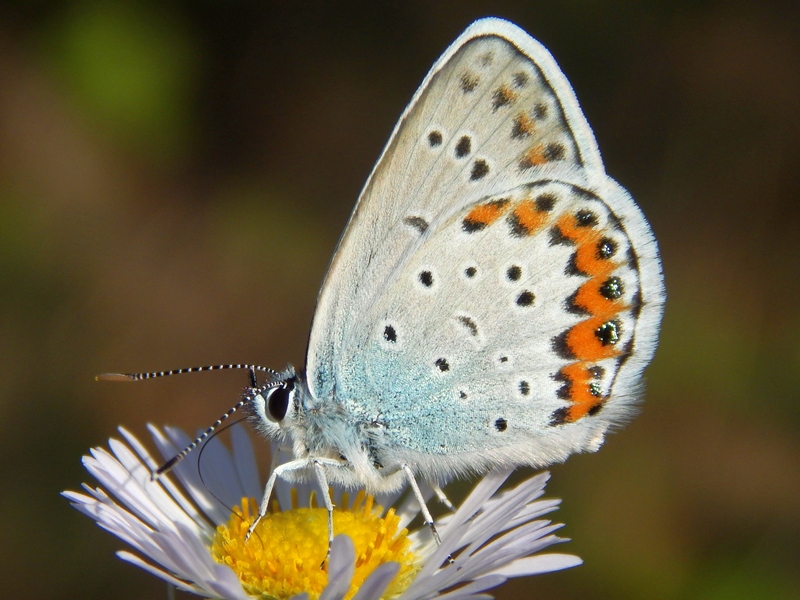 1 Plebejus da ID